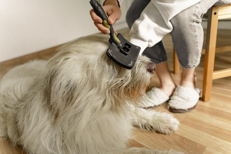 dog-grooming-business